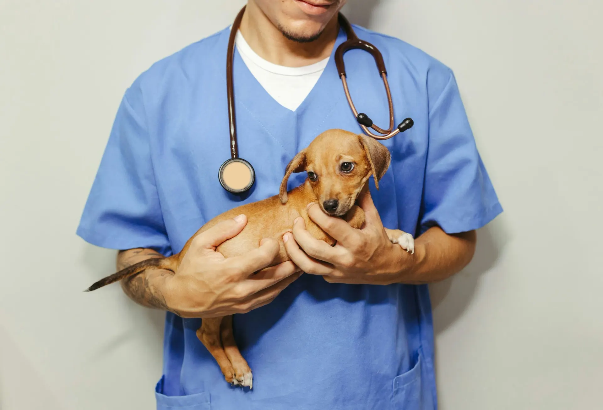 Illustration IA en médecine vétérinaire : l'avenir de la santé animale, c'est maintenant