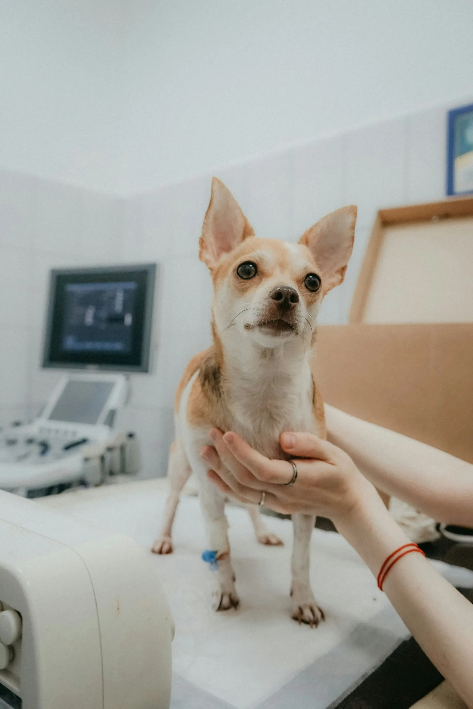 Illustration IA en médecine vétérinaire : l'avenir de la santé animale, c'est maintenant
