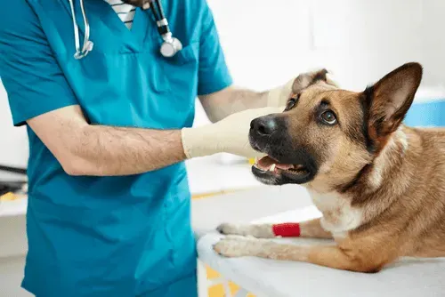 Illustration IA en médecine vétérinaire : l'avenir de la santé animale, c'est maintenant